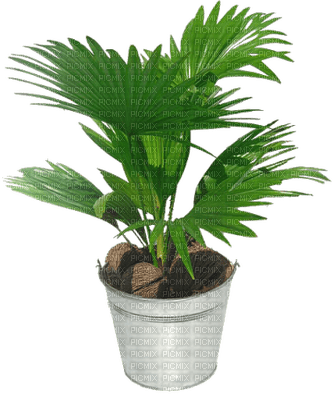 vase with plant - png ฟรี
