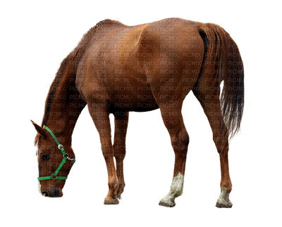 hevonen, horse, domestic animal, kotieläin - 無料png