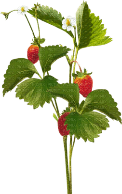 plants katrin - png gratis