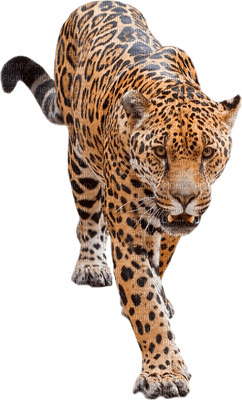 leopardo - bezmaksas png