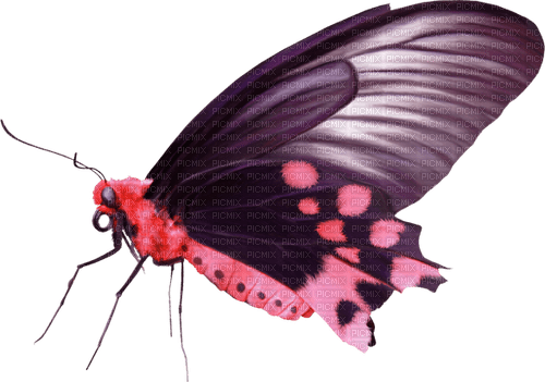 dolceluna pink butterfly spring summer deco - zdarma png