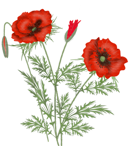 poppies - PNG gratuit