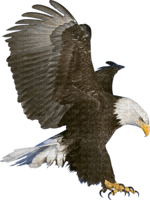Eagle - darmowe png