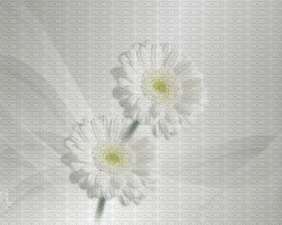 minou-bg-white-flower - δωρεάν png