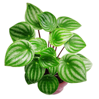 plants bp - PNG gratuit