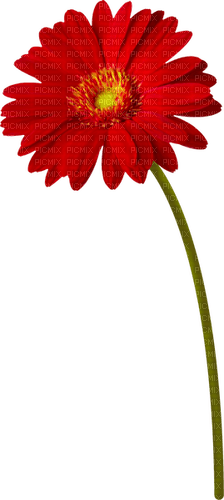 Flower.Red.Yellow - png gratis