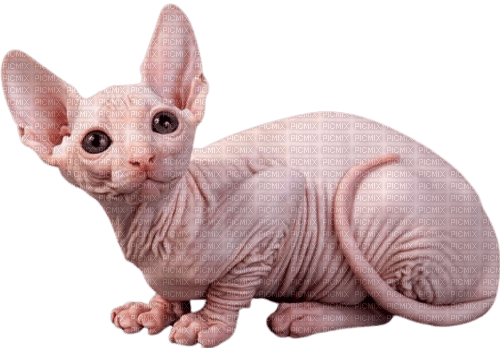 sphinx cat - безплатен png