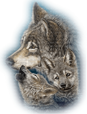 Wolfs - PNG gratuit