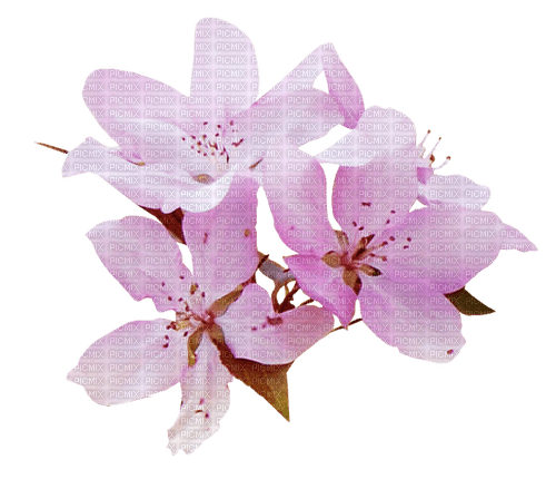 Pink Blossom - Free PNG