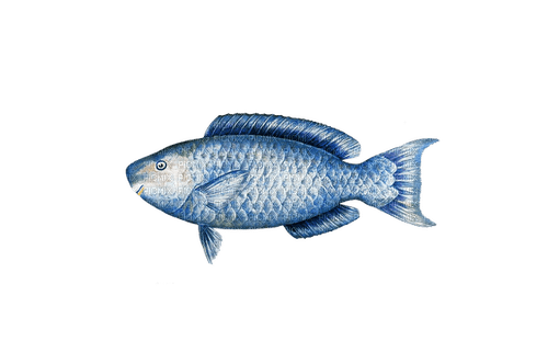 kikkapink summer fish  png deco - PNG gratuit