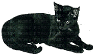 Cats - 無料のアニメーション GIF