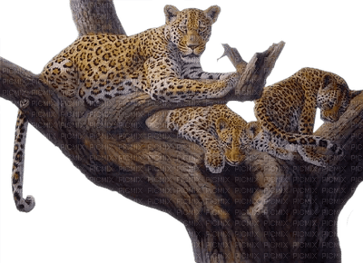 leopards - 免费PNG