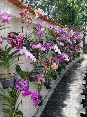 un parterre  de fleures - PNG gratuit