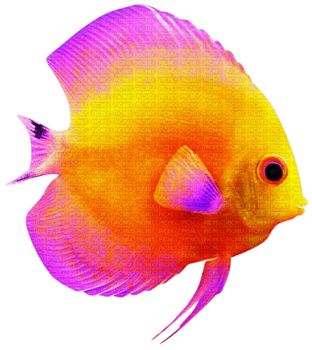 Fish.Yellow.Pink - nemokama png