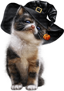 katt-cat-halloween - ilmainen png