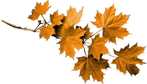 Las hojas de otoño - nemokama png