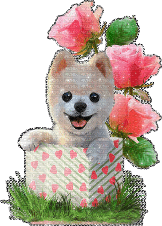 Pomeranian - Darmowy animowany GIF