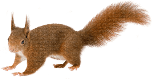 Kaz_Creations Squirrel - PNG gratuit