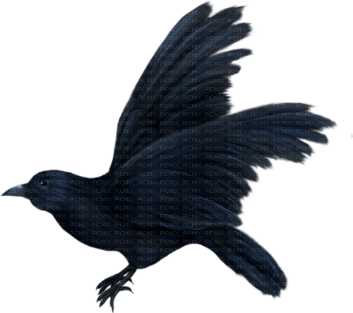 corbeau - png gratuito