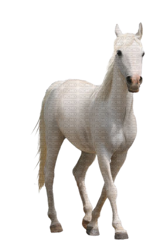 white horse - png ฟรี