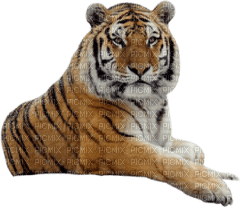 Kaz_Creations Tiger - 免费PNG