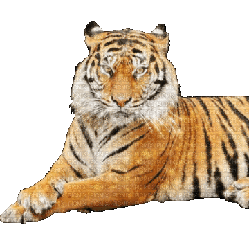 VanessaVallo _crea- tiger animated - Animovaný GIF zadarmo
