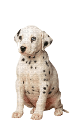 Tube Animaux Chien - gratis png