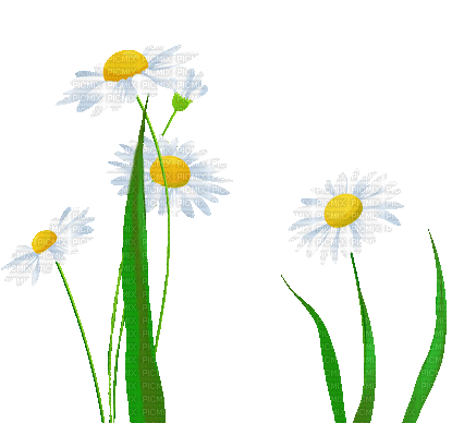FLOWERS - Ilmainen animoitu GIF