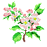 Apple Blossoms - Gratis animeret GIF