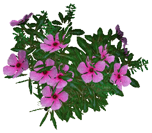 flowers Nitsa P - GIF animasi gratis