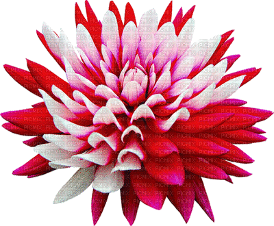 Kaz_Creations Deco Flowers Flower Colours Animated - GIF animado gratis