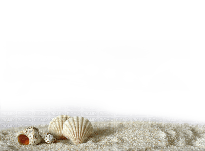 sea shells bp - бесплатно png