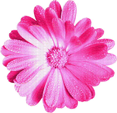 Flower.Pink - bezmaksas png