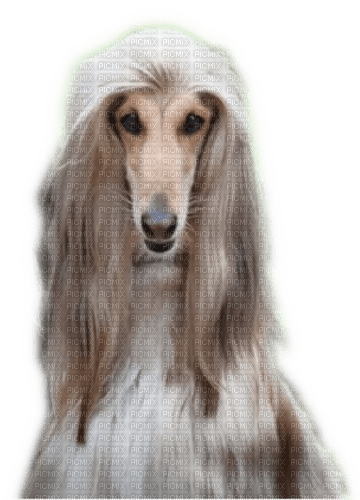 Rena Windhund Dog - png gratuito