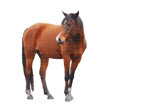 Zizi_Diamond Horse - бесплатно png