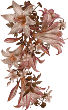 fleurs -c - Free PNG
