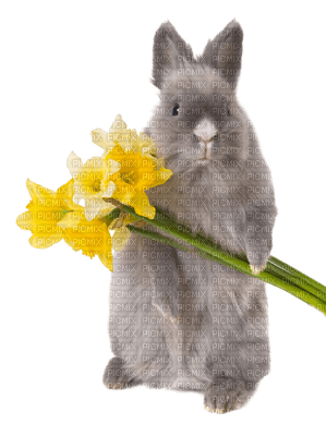 patymirabelle paques lapin - 無料png