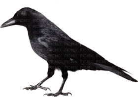 Kaz_Creations Bird Crow - ilmainen png