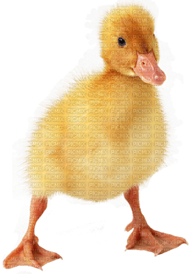 Kaz_Creations Easter Deco Chick - zadarmo png