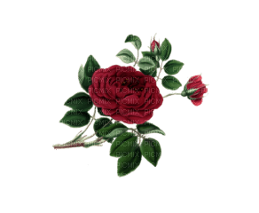 rose bud - δωρεάν png
