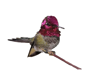 Hummingbird Perched - GIF เคลื่อนไหวฟรี