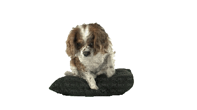 Kaz_Creations Animated  Dog Pup Dogs 🐶 - GIF เคลื่อนไหวฟรี