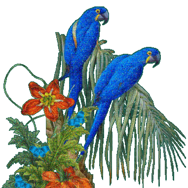 parrots 3 -Nitsa P - Darmowy animowany GIF