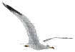 bird - Animovaný GIF zadarmo