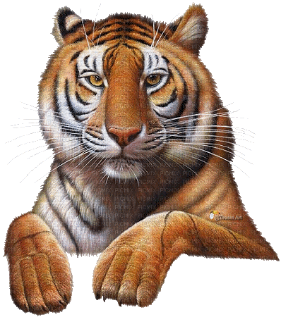 tigre dubravka4 - Zdarma animovaný GIF