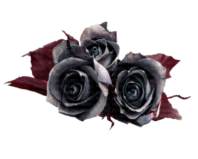 Black rose - darmowe png