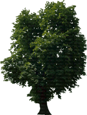 tree katrin - PNG gratuit