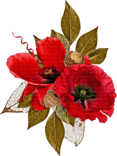 soave deco flowers poppy red green - zadarmo png