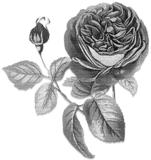 soave deco flowers rose branch vintage black white - png ฟรี