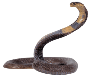змея - ücretsiz png